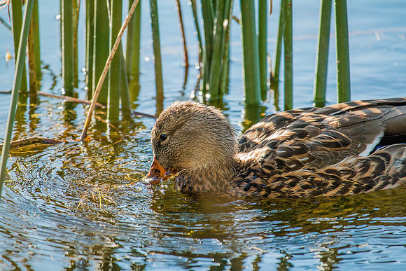 Duck in Boulder, Utah 1